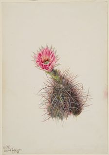Cucumber Cactus, 1939. Creator: Mary Vaux Walcott