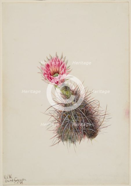 Cucumber Cactus, 1939. Creator: Mary Vaux Walcott.
