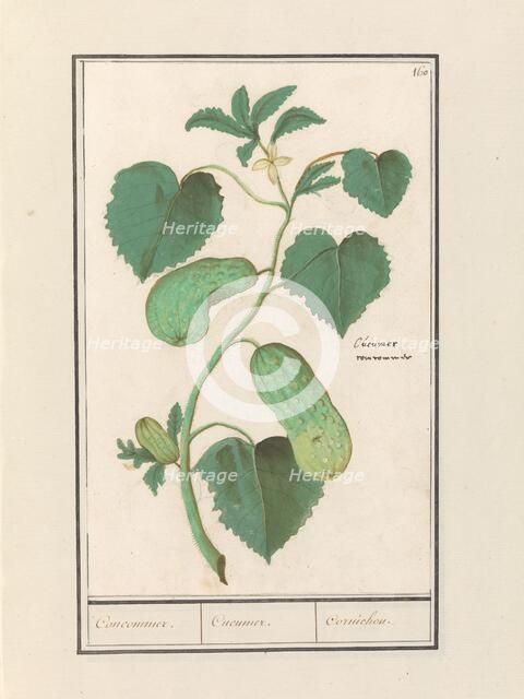 Cucumber (Cucumis sativus), 1596-1610. Creators: Anselmus de Boodt, Elias Verhulst.