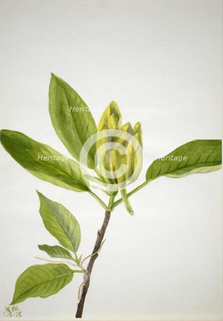 Cucumber Tree (Magnolia scuminata), 1938. Creator: Mary Vaux Walcott.
