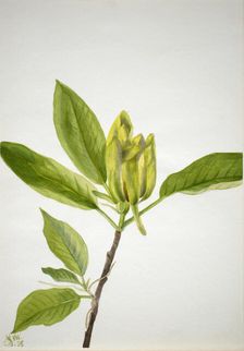 Cucumber Tree (Magnolia scuminata), 1938. Creator: Mary Vaux Walcott