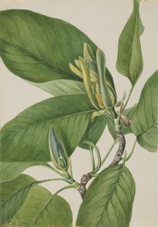 Cucumbertree (Magnolia acuminata), 1922. Creator: Mary Vaux Walcott
