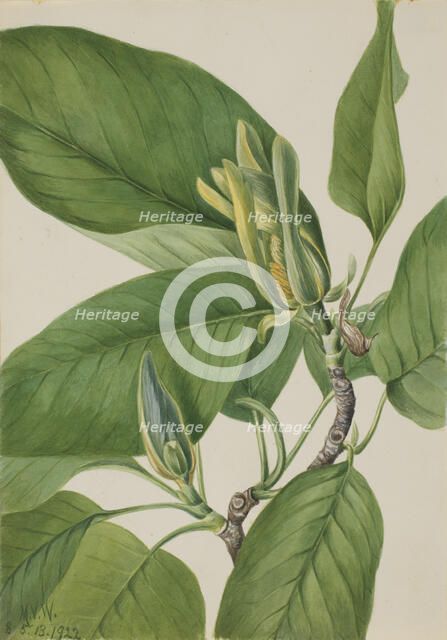 Cucumbertree (Magnolia acuminata), 1922. Creator: Mary Vaux Walcott.