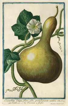 Cucurbita longa (Squash), from Giorgio Bonelli's Hortus Romanus, vol. I (1772). Creator: Maddalena Bouchard
