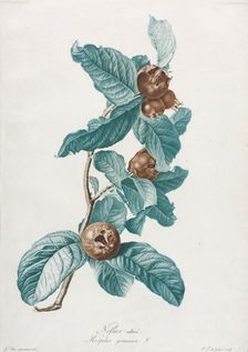 Cultivated Medlar (Mespilus germanica), c. 1800. Creator: Gerard van Spaendonck (Dutch, 1746-1822)