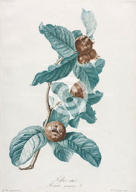 Cultivated Medlar (Mespilus germanica), c. 1800. Creator: Gerard van Spaendonck (Dutch, 1746-1822).