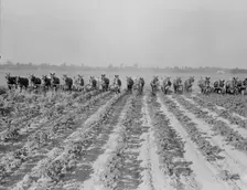 Cultivating cotton at Lake Dick project, Arkansas, 1938. Creator: Dorothea Lange