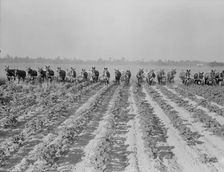 Cultivating cotton at Lake Dick project, Arkansas, 1938. Creator: Dorothea Lange