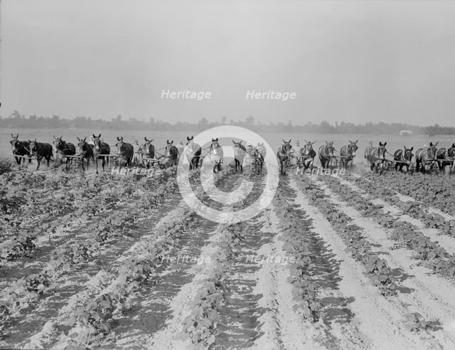 Cultivating cotton at Lake Dick project, Arkansas, 1938. Creator: Dorothea Lange.