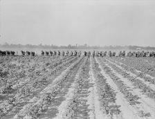 Cultivating cotton at Lake Dick project, Arkansas, 1938. Creator: Dorothea Lange