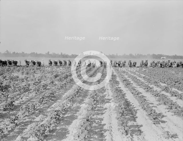 Cultivating cotton at Lake Dick project, Arkansas, 1938. Creator: Dorothea Lange.
