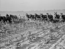 Cultivating cotton cooperatively at Lake Dick, Arkansas, 1938. Creator: Dorothea Lange