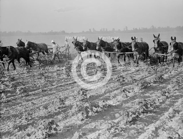 Cultivating cotton cooperatively at Lake Dick, Arkansas, 1938. Creator: Dorothea Lange.