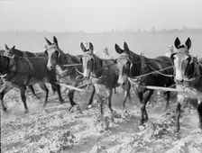 Cultivating cotton cooperatively at Lake Dick, Arkansas, 1938. Creator: Dorothea Lange