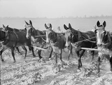 Cultivating cotton cooperatively at Lake Dick, Arkansas, 1938. Creator: Dorothea Lange
