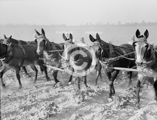 Cultivating cotton cooperatively at Lake Dick, Arkansas, 1938. Creator: Dorothea Lange.