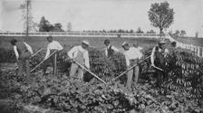 Cultivating a patch of cassava on the agricultural experiment plot, 1904. Creator: Frances Benjamin Johnston