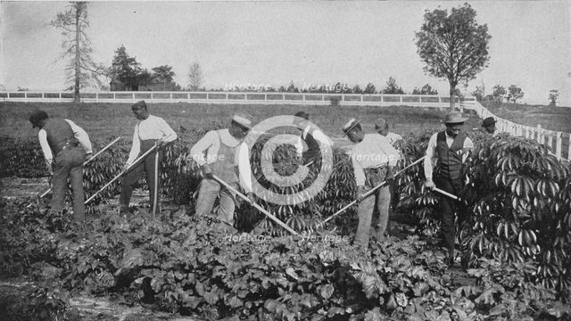 Cultivating a patch of cassava on the agricultural experiment plot, 1904. Creator: Frances Benjamin Johnston.