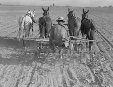Cultivating beans with a four-row cultivator, near Santa Ana, California, 1937. Creator: Dorothea Lange