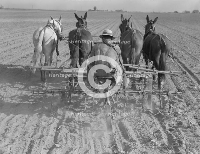 Cultivating beans with a four-row cultivator, near Santa Ana, California, 1937. Creator: Dorothea Lange.