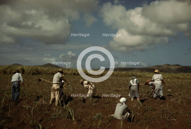Cultivating sugar cane on the Virgin Islands Company land, vicinity of Bethlehem, Saint Croix, 1941. Creator: Jack Delano.