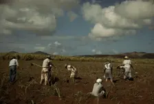 Cultivating sugar cane on the Virgin Islands Company land, vicinity of Bethlehem, Saint Croix, 1941. Creator: Jack Delano