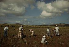 Cultivating sugar cane on the Virgin Islands Company land, vicinity of Bethlehem, Saint Croix, 1941. Creator: Jack Delano