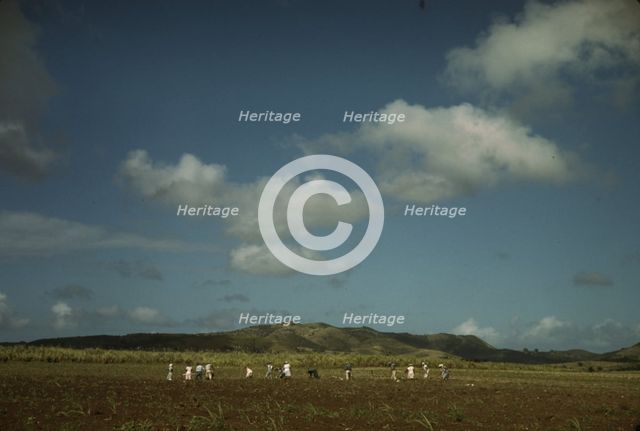 Cultivating sugar cane on the Virgin Islands Company land, vicinity of Bethlehem, St. Croix, 1941. Creator: Jack Delano.
