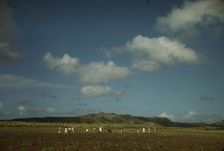 Cultivating sugar cane on the Virgin Islands Company land, vicinity of Bethlehem, St. Croix, 1941. Creator: Jack Delano