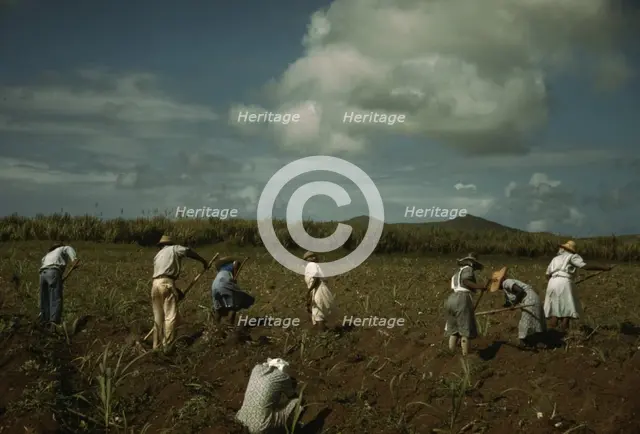 Cultivating sugar cane on the Virgin Islands Company land, vicinity of Bethlehem, St. Croix, 1941. Creator: Jack Delano.