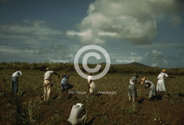 Cultivating sugar cane on the Virgin Islands Company land, vicinity of Bethlehem, St. Croix, 1941. Creator: Jack Delano.