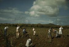 Cultivating sugar cane on the Virgin Islands Company land, vicinity of Bethlehem, St. Croix, 1941. Creator: Jack Delano