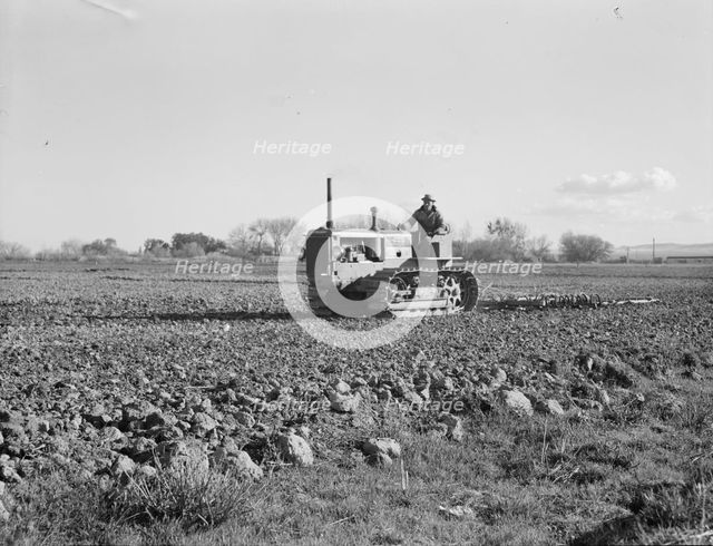 Cultivating potato field, California, 1939. Creator: Dorothea Lange.
