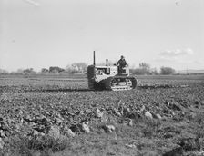 Cultivating potato field, California, 1939. Creator: Dorothea Lange