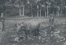 Cultivating Rice 1924. Artist: Topical Press Agency