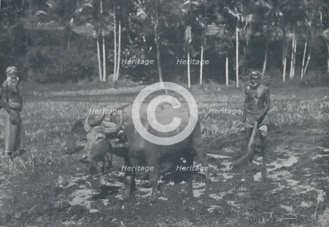 'Cultivating Rice', 1924. Artist: Topical Press Agency.