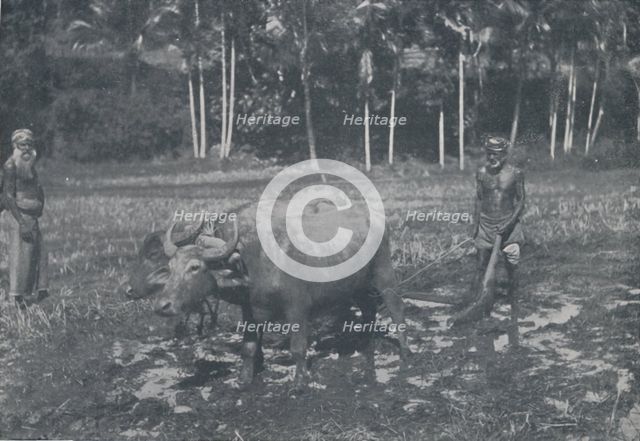 'Cultivating Rice', 1924. Artist: Topical Press Agency.