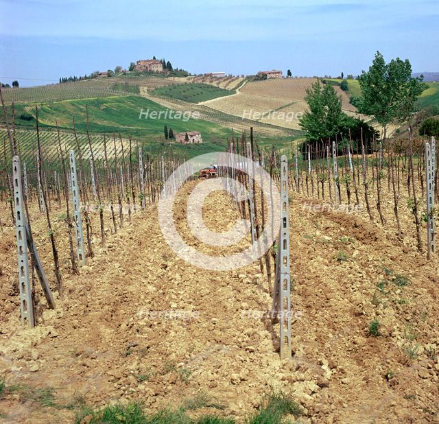 Cultivating vines in Tuscany Artist: Unknown