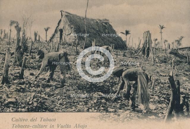 Cultivo del Tabaco. Tobacco-culture in Vuelta Abajo, c1900. Artist: Unknown