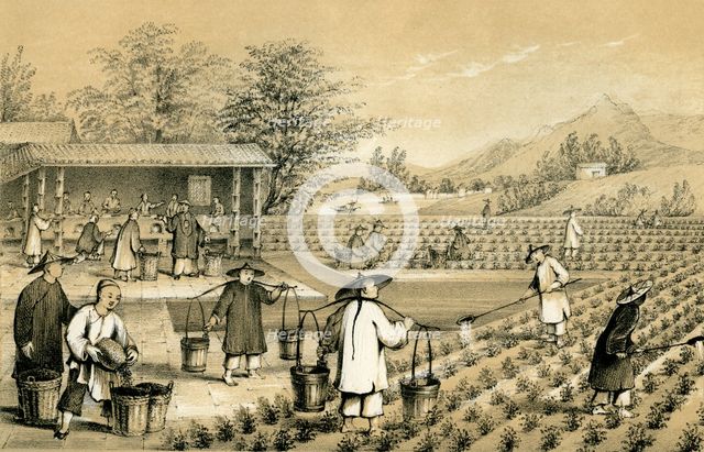 Culture and preparation of tea, China, 1847.Artist: E Gilks