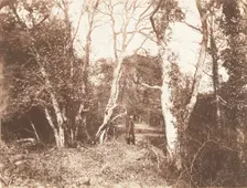 Cureuleo Meadow, 1853-56. Creator: John Dillwyn Llewelyn