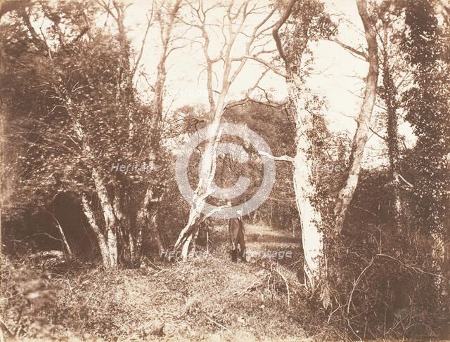 Cureuleo Meadow, 1853-56. Creator: John Dillwyn Llewelyn.
