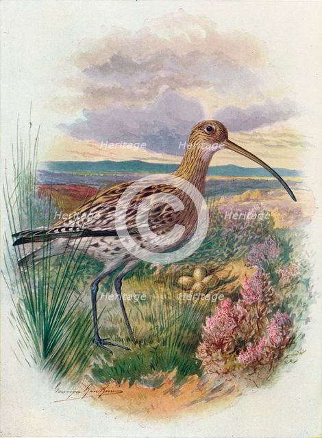 'Curlew - Numen'ius arqua'ta', c1910, (1910). Artist: George James Rankin.