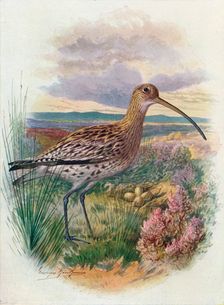 Curlew - Numen'ius arqua'ta c1910, (1910). Artist: George James Rankin