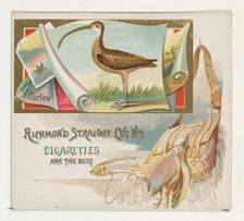 Curlew, from the Game Birds series (N40) for Allen & Ginter Cigarettes, 1888-90. Creator: Allen & Ginter