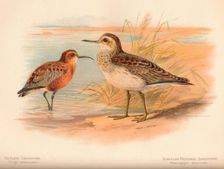 Curlew Sandpiper (Tringa subarquata), Siberian Pectoral Sandpiper (Heteropygia acuminata) 1900, ( Artist: Charles Whymper