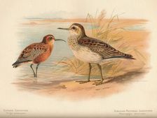 Curlew Sandpiper (Tringa subarquata), Siberian Pectoral Sandpiper (Heteropygia acuminata) 1900, ( Artist: Charles Whymper