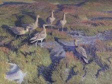 Curlews about to take flight, 1911. Creator: Vilhelm Theodor Fischer