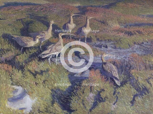 Curlews about to take flight, 1911. Creator: Vilhelm Theodor Fischer.