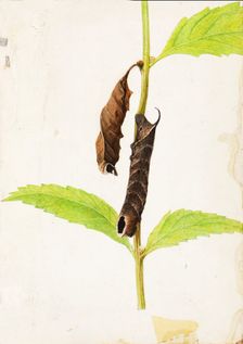 Curled Dead Leaf Mimicking Sphinx Caterpillar..., early 20th century. Creator: Gerald H. Thayer